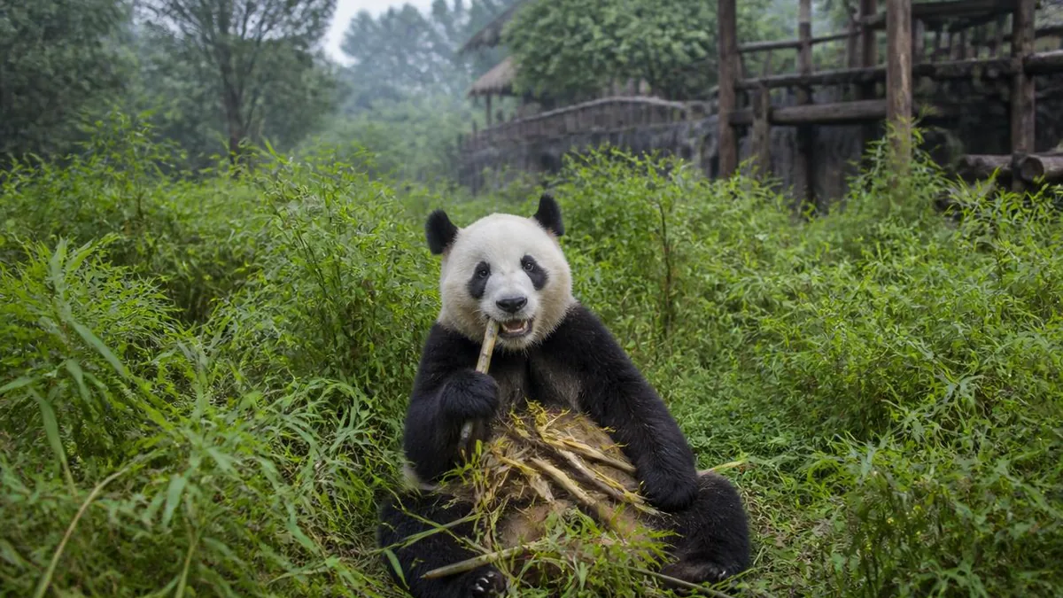 Chengdu Panda Base: A Breeding Institute That Sells Tickets