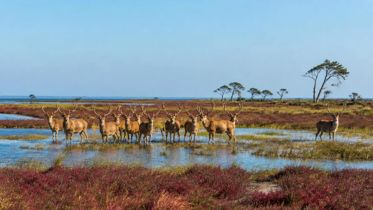 Dafeng Milu Park: Twelve Deer and Their Descendants