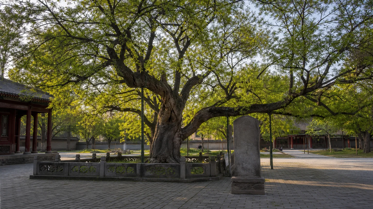 Hongdong Great Locust Tree: Where Migration Became Memory