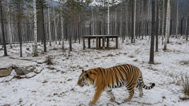 東北虎林園：入園券で維持される遺伝子バンク