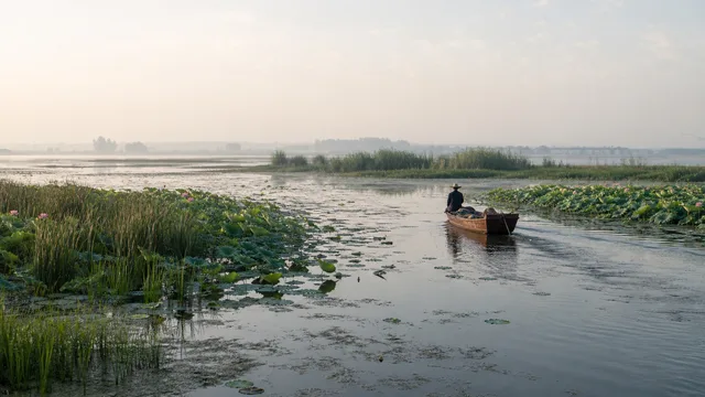 微山湖：四つの湖がつながる、生きた湿地