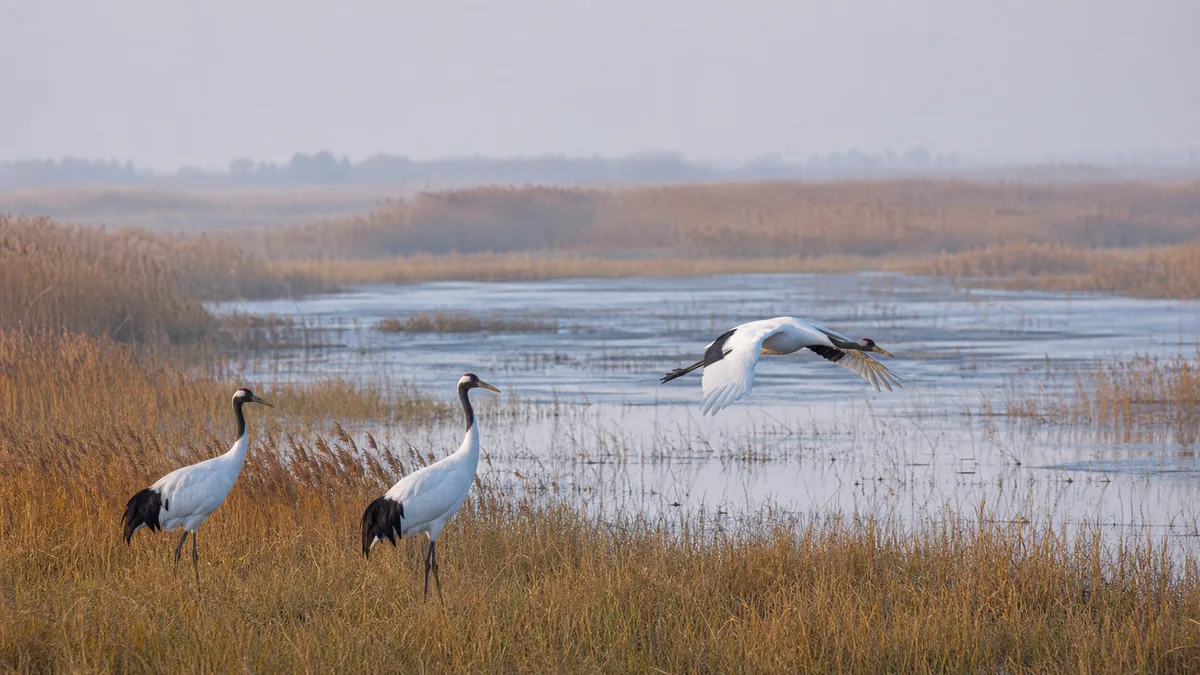 Zhalong Nature Reserve: Read the Wetland Behind the Crane